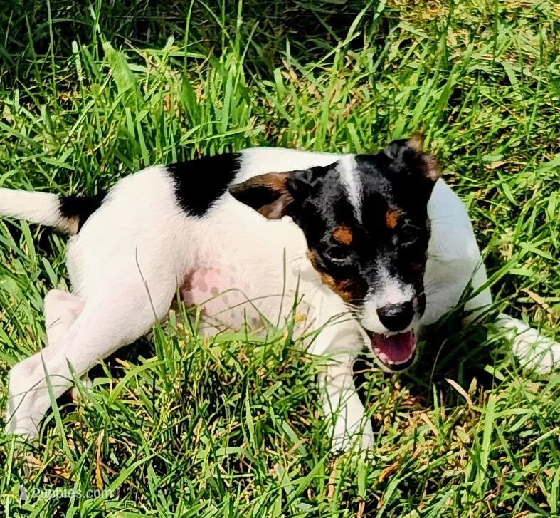 Jillie – Jack Russell Terrier puppy for sale in Howell, MI