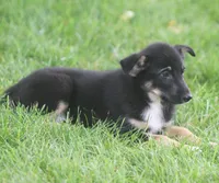 Jenny, a female Collie and German Shepherd Dog for sale in Howell, MI – 3 of 3