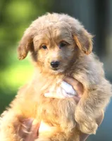 Brady, a male Japanese Spitz and Poodle - Toy  for sale in Howell, MI – 1 of 7