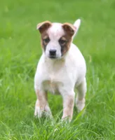Shelby, a female Australian Cattle Dog for sale in Lansing, MI – Photo 6 of 6