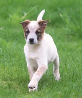 Shelby, a female Australian Cattle Dog for sale in Lansing, MI – Photo 4 of 6