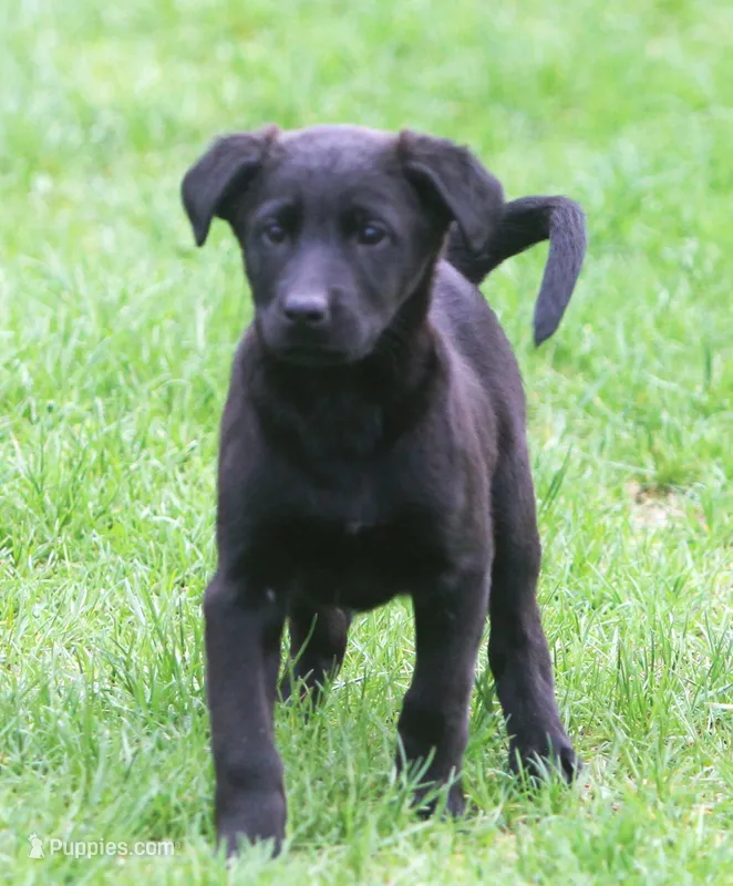 Lilly – Labrador Retriever puppy for sale in Lansing, MI