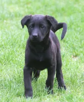 Lilly, a female Labrador Retriever for sale in Lansing, MI – Photo 1 of 4