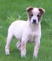 Shelby, a female Australian Cattle Dog for sale in Lansing, MI – Photo 1 of 6