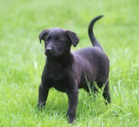 Lilly, a female Labrador Retriever for sale in Lansing, MI – Photo 4 of 4