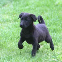 Lilly, a female Labrador Retriever for sale in Lansing, MI – Photo 3 of 4