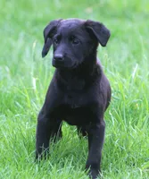 Lilly, a female Labrador Retriever for sale in Lansing, MI – Photo 2 of 4