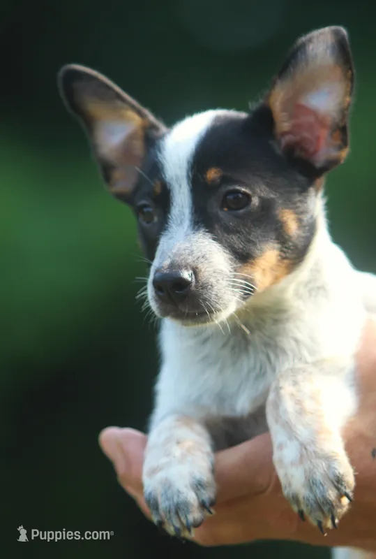 Coco – Australian Cattle Dog, Pembroke Welsh Corgi puppy for sale in Howell, MI