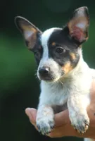 Coco, a female Australian Cattle Dog and Pembroke Welsh Corgi for sale in Howell, MI – 1 of 5