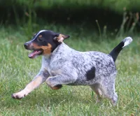 Bo, a male Australian Cattle Dog and Pembroke Welsh Corgi for sale in Howell, MI – 3 of 5