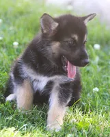 Koda, a male German Shepherd Dog and Siberian Husky for sale in Lansing, MI – 2 of 10