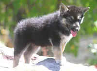Koda, a male German Shepherd Dog and Siberian Husky for sale in Lansing, MI – 5 of 10
