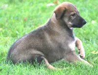 Dallas, a male Australian Shepherd and Labrador Retriever for sale in Howell, MI – 2 of 2