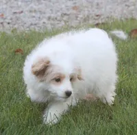 London, a female Japanese Spitz and Poodle - Toy  for sale in Howell, MI – 4 of 7