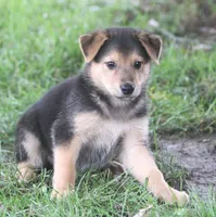 Bonnie, a female Australian Shepherd and Labrador Retriever for sale in Howell, MI – 2 of 3