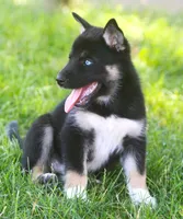 Skye, a female German Shepherd Dog and Siberian Husky for sale in Lansing, MI – 4 of 10