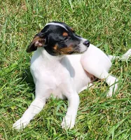Jillie, a female Jack Russell Terrier for sale in Howell, MI – 3 of 3