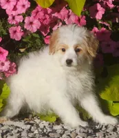 London, a female Japanese Spitz and Poodle - Toy  for sale in Howell, MI – 7 of 7