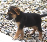 Bobby, a male Australian Shepherd and Labrador Retriever for sale in Howell, MI – 9 of 9