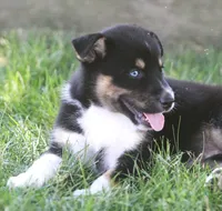 Frost, a male German Shepherd Dog and Siberian Husky for sale in Lansing, MI – 4 of 6