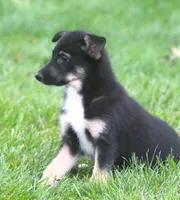 Jenny, a female Collie and German Shepherd Dog for sale in Howell, MI – 2 of 3