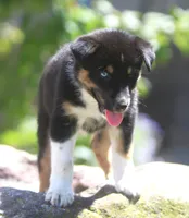 Frost, a male German Shepherd Dog and Siberian Husky for sale in Lansing, MI – 6 of 6