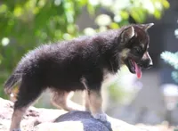 Koda, a male German Shepherd Dog and Siberian Husky for sale in Lansing, MI – 4 of 10