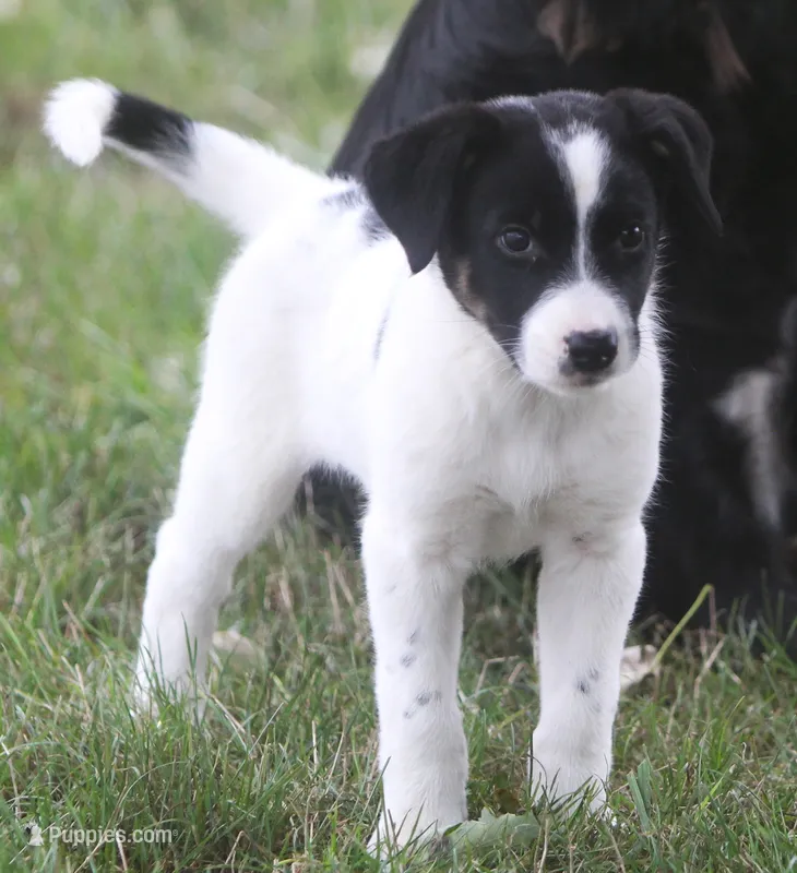 Carly – Australian Shepherd, Labrador Retriever puppy for sale in Howell, MI