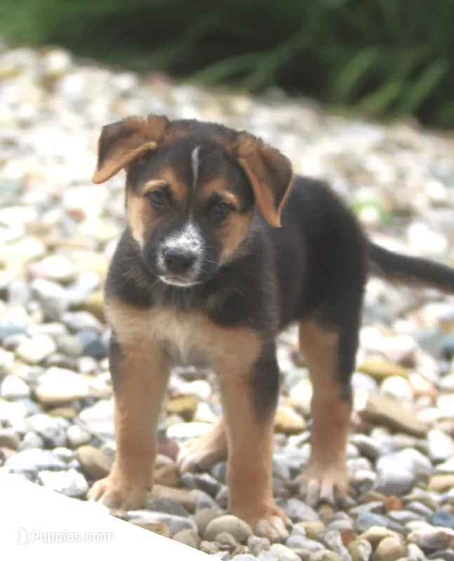 Bobby – Australian Shepherd, Labrador Retriever puppy for sale in Howell, MI