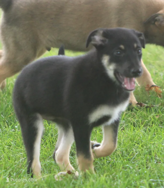 Loki – Collie, German Shepherd Dog puppy for sale in Howell, MI