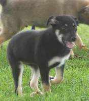 Loki, a male Collie and German Shepherd Dog for sale in Howell, MI – 1 of 4