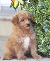 Brady, a male Japanese Spitz and Poodle - Toy  for sale in Howell, MI – 3 of 7