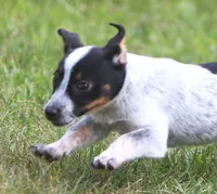 Coco, a female Australian Cattle Dog and Pembroke Welsh Corgi for sale in Howell, MI – 5 of 5