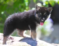 Koda, a male German Shepherd Dog and Siberian Husky for sale in Lansing, MI – 7 of 10