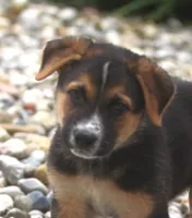 Bobby, a male Australian Shepherd and Labrador Retriever for sale in Howell, MI – 5 of 9