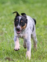 Bo, a male Australian Cattle Dog and Pembroke Welsh Corgi for sale in Howell, MI – 2 of 5
