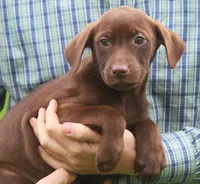 Lola, a female Labrador Retriever for sale in Lansing, MI – Photo 3 of 3