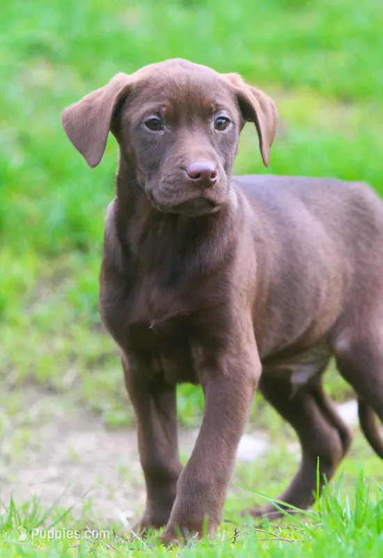 Lola – Labrador Retriever puppy for sale in Lansing, MI