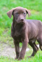 Lola, a female Labrador Retriever for sale in Lansing, MI – Photo 1 of 3