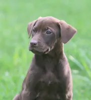 Lola, a female Labrador Retriever for sale in Lansing, MI – Photo 2 of 3
