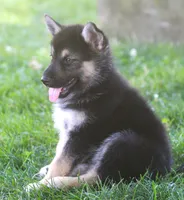 Koda, a male German Shepherd Dog and Siberian Husky for sale in Lansing, MI – 3 of 10