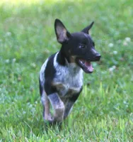 Misty, a female Australian Cattle Dog and Pembroke Welsh Corgi for sale in Howell, MI – 5 of 6