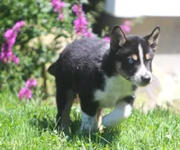 Nyla, a female German Shepherd Dog and Siberian Husky for sale in Lansing, MI – 3 of 8