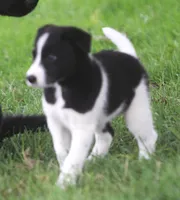 Kane, a male Australian Shepherd and Labrador Retriever for sale in Howell, MI – 2 of 10