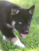 Skye, a female German Shepherd Dog and Siberian Husky for sale in Lansing, MI – 6 of 10