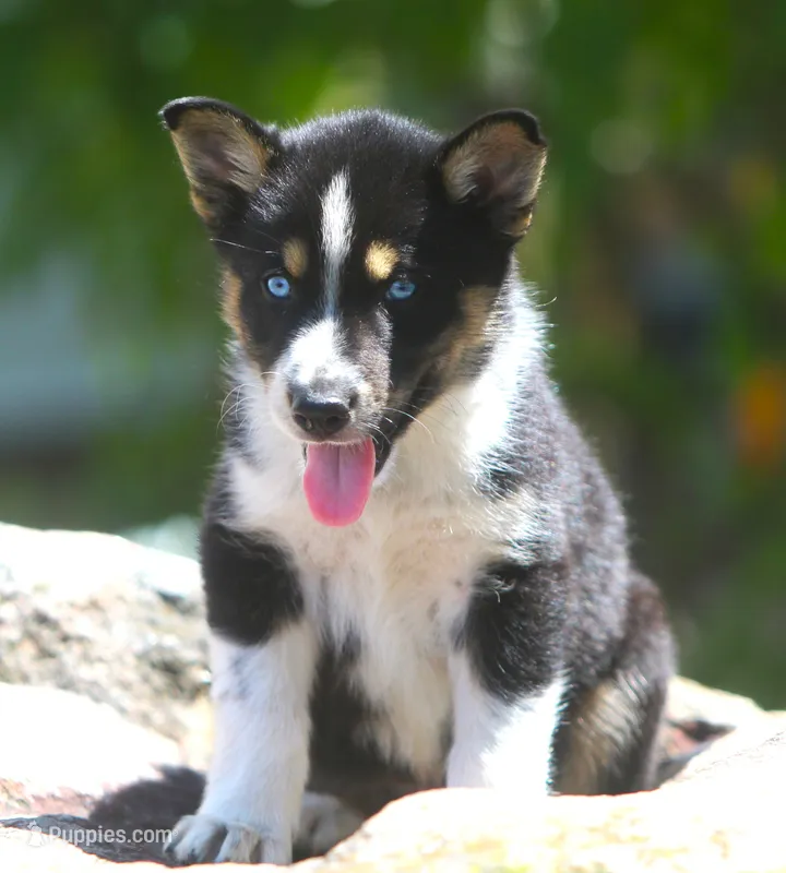 Loki – German Shepherd Dog, Siberian Husky puppy for sale in Lansing, MI