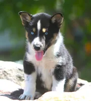 Nyla, a female German Shepherd Dog and Siberian Husky for sale in Lansing, MI – 8 of 8