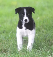 Kane, a male Australian Shepherd and Labrador Retriever for sale in Howell, MI – 3 of 10