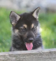 Koda, a male German Shepherd Dog and Siberian Husky for sale in Lansing, MI – 8 of 10