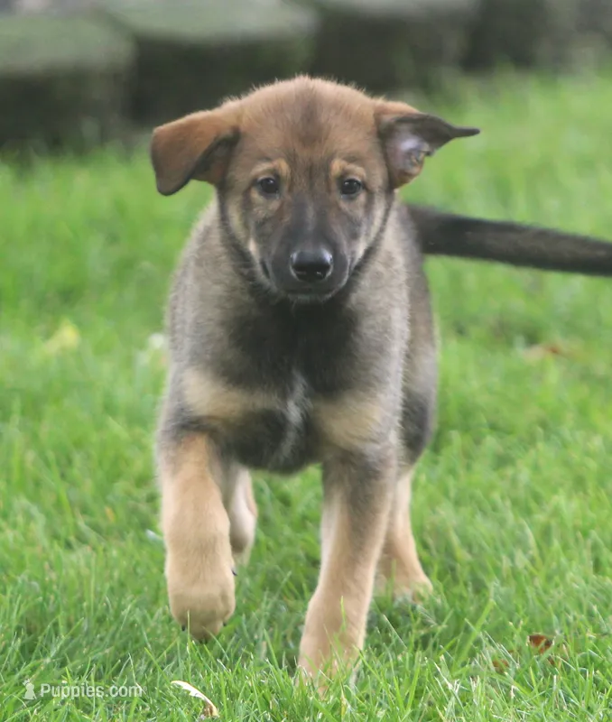 Dallas – Australian Shepherd, Labrador Retriever puppy for sale in Howell, MI